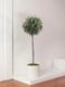 Olive Tree