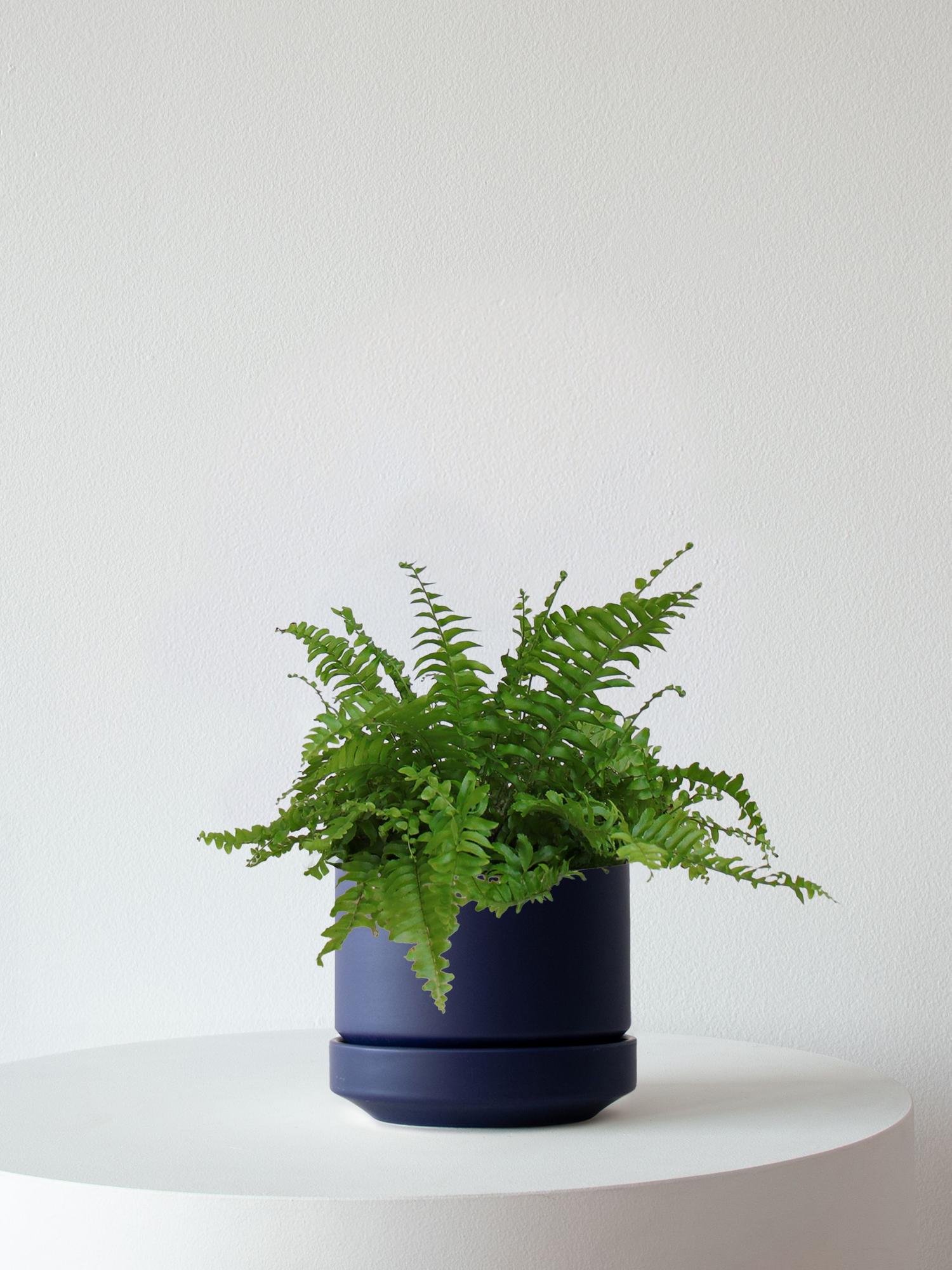 Boston Fern