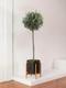 Olive Tree