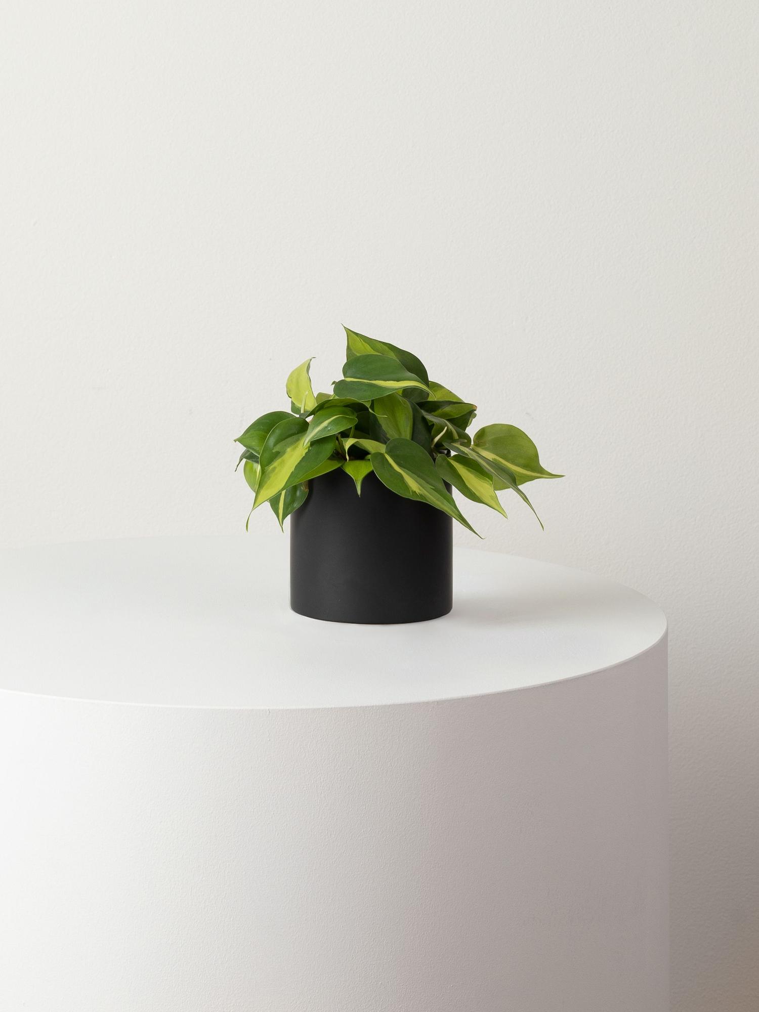 Philodendron Brasil