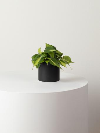 indoor plants picture