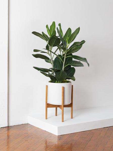 Ficus Audrey