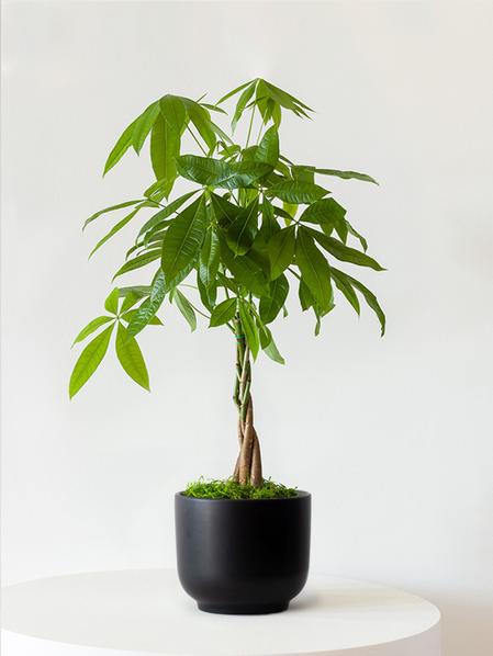 Braided Money Tree