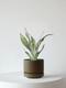 Moonshine Snake Plant