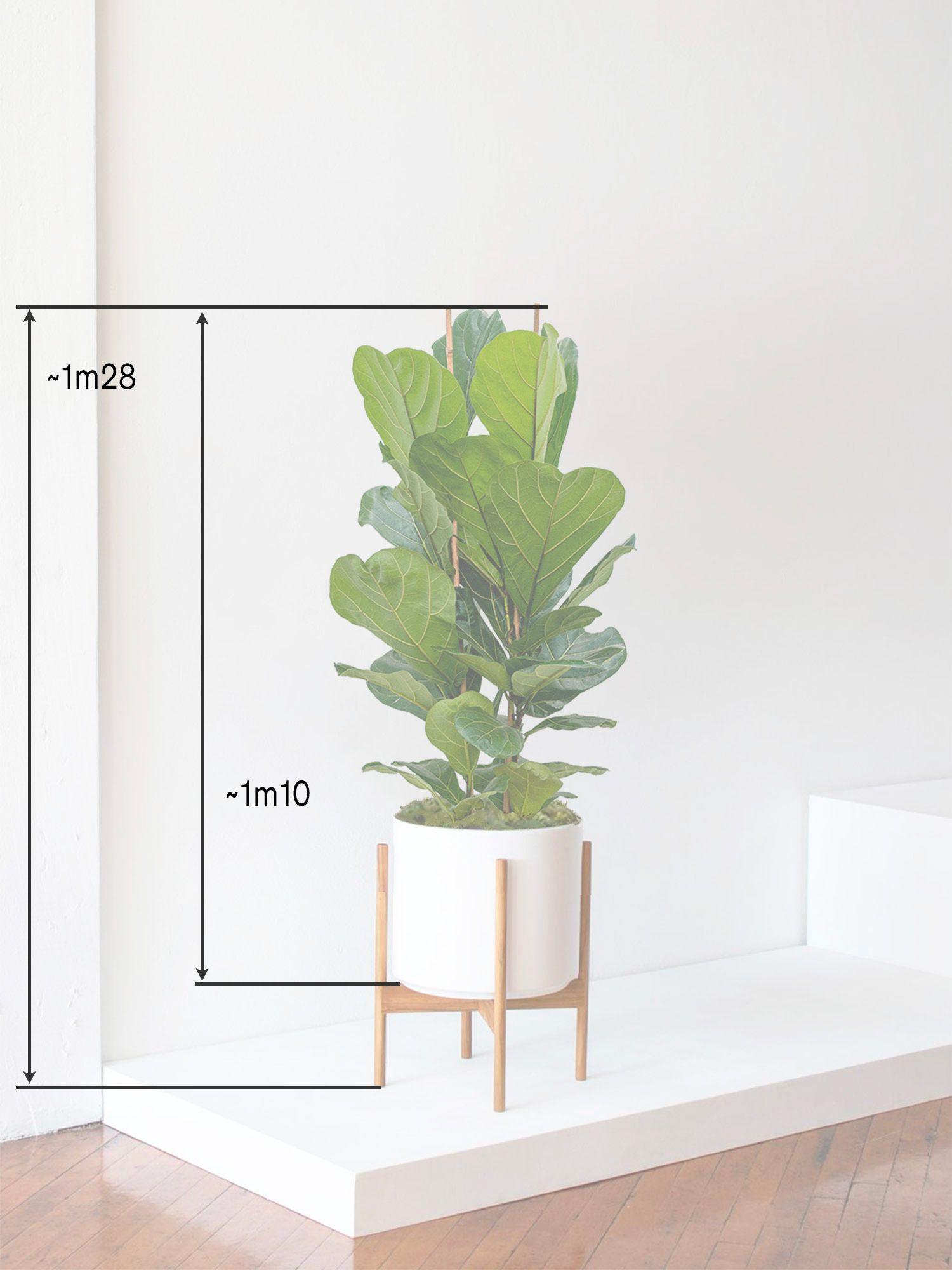 Ficus Lyrata Buisson