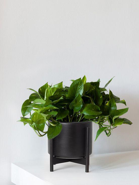 Cascading Pothos With Mid-Century Pot Medium 1-1 ½ ft tall, potted ...