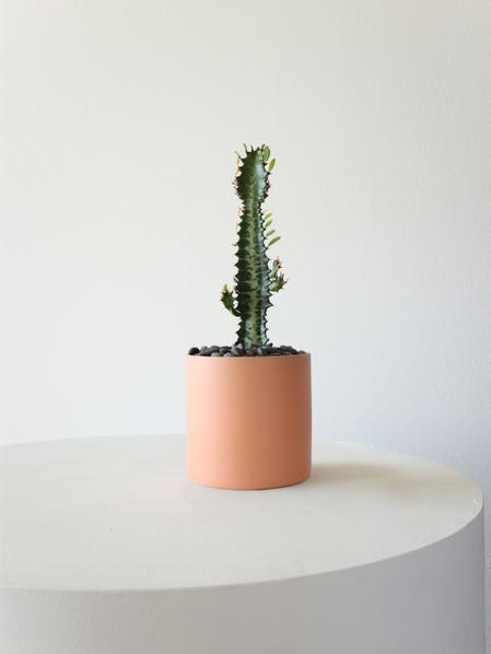 Euphorbia Trigona