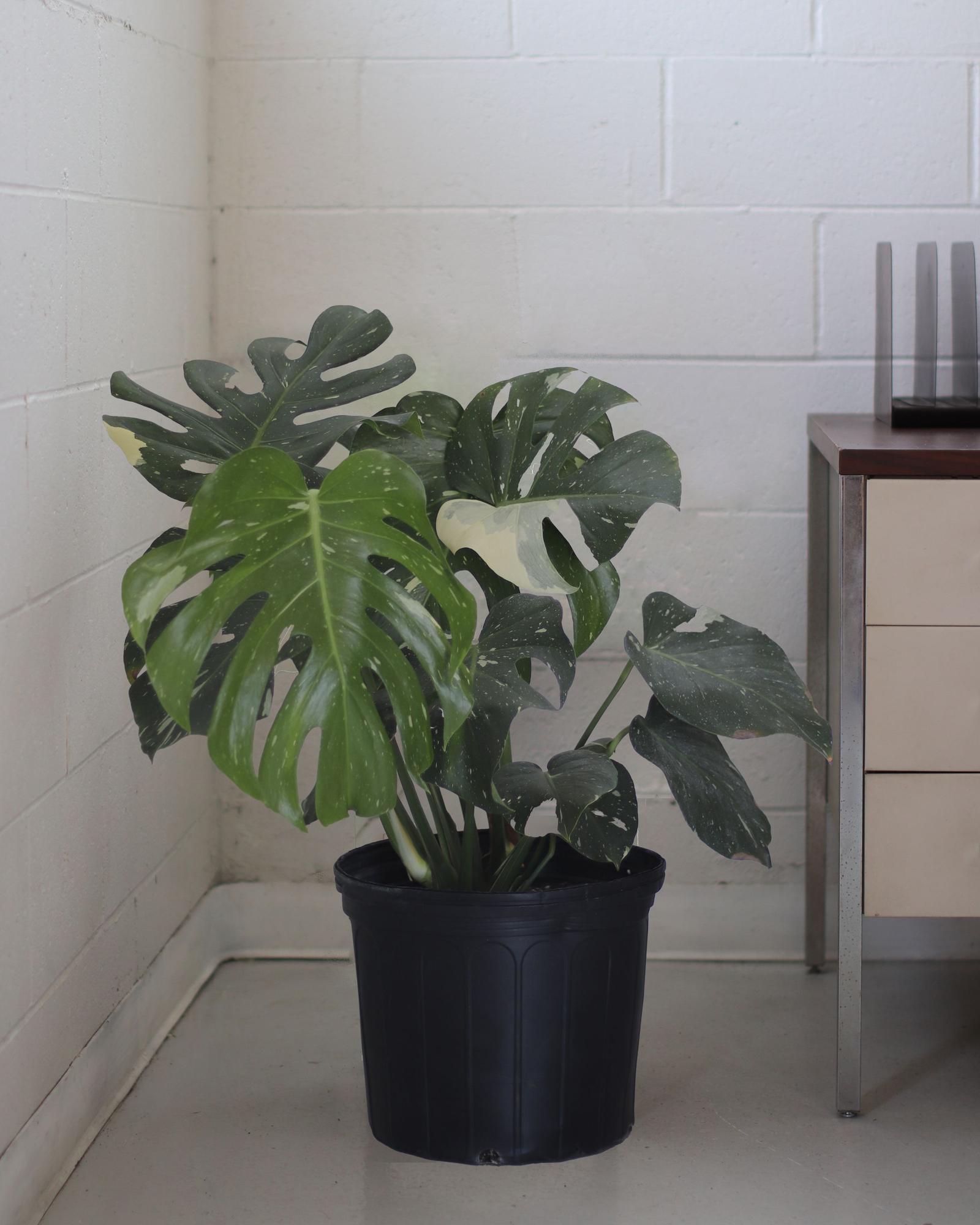Monstera Thai Constellation Large (2'8 ft tall) | Lon & George