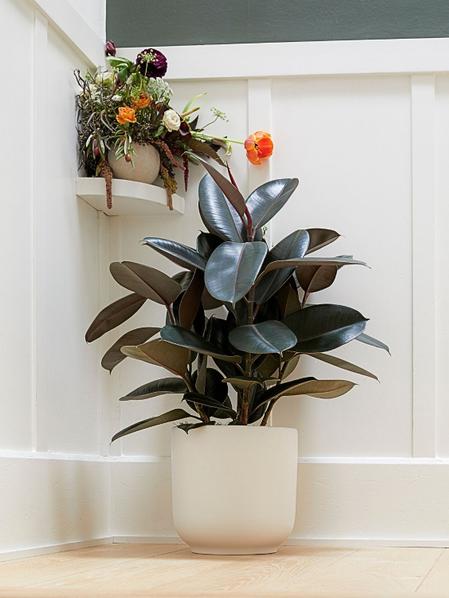 Rubber Tree