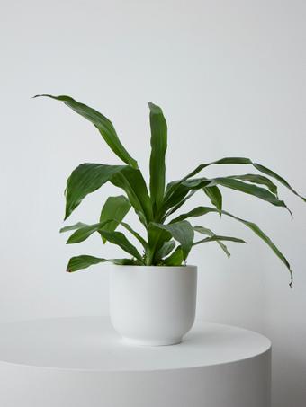 indoor plants picture