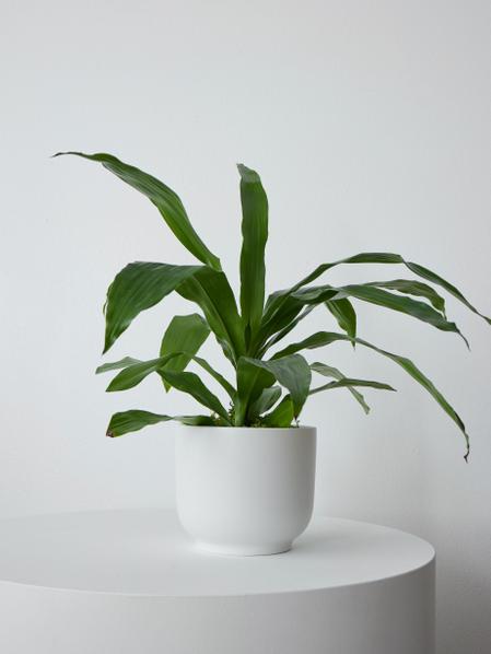Dracaena Lisa