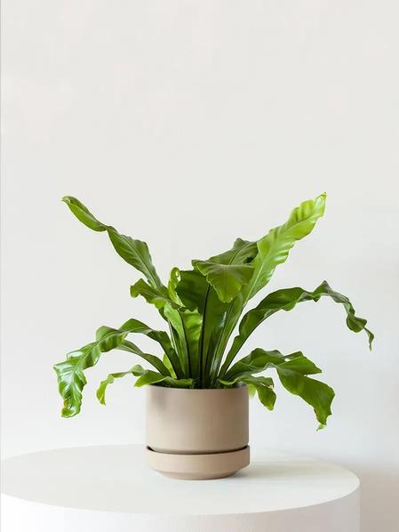 Bird's Nest Fern