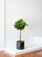 Fiddle Leaf Fig Tree 