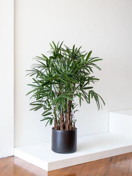 Palmier Bambou