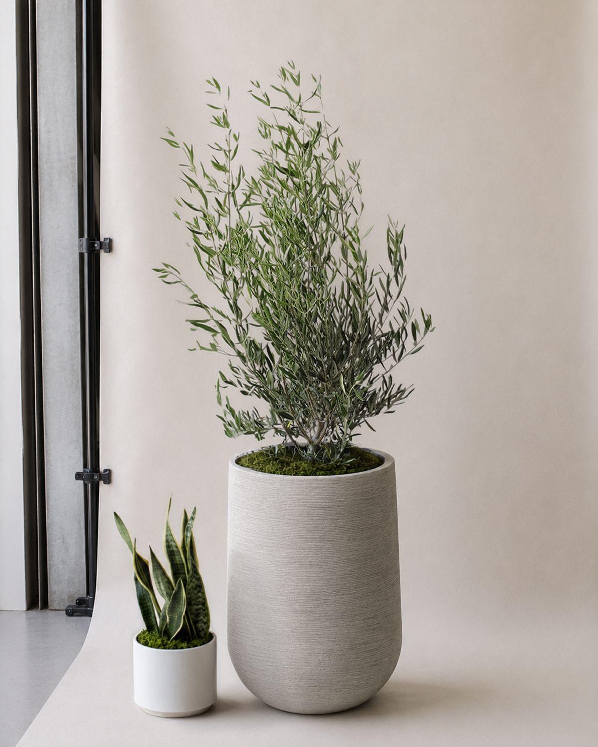 Olive Bush