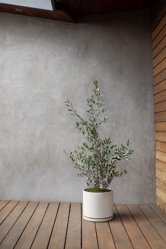 indoor plants picture