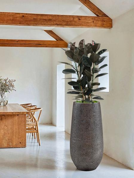 Ficus Elastica Abidjan