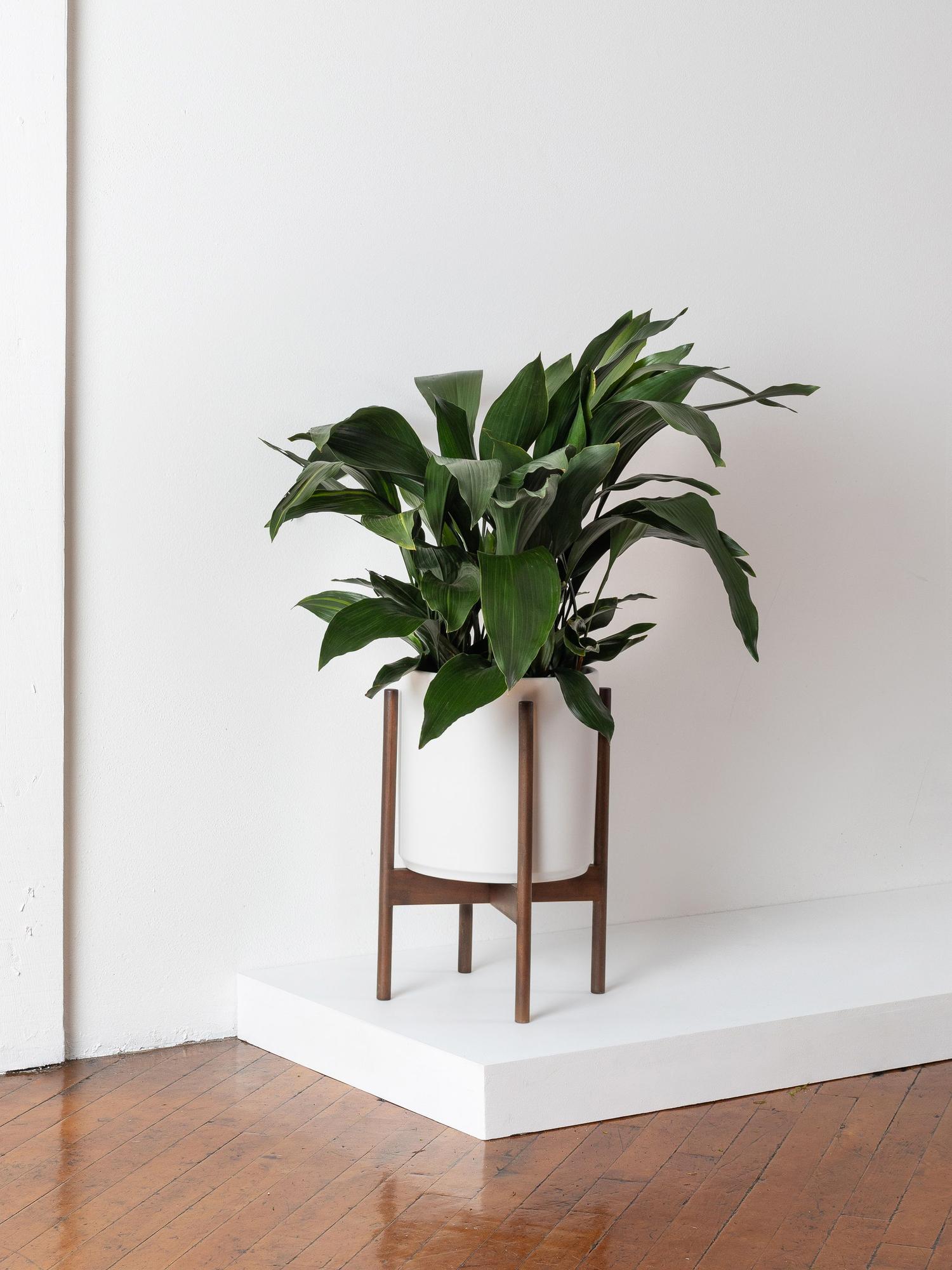 indoor plants picture