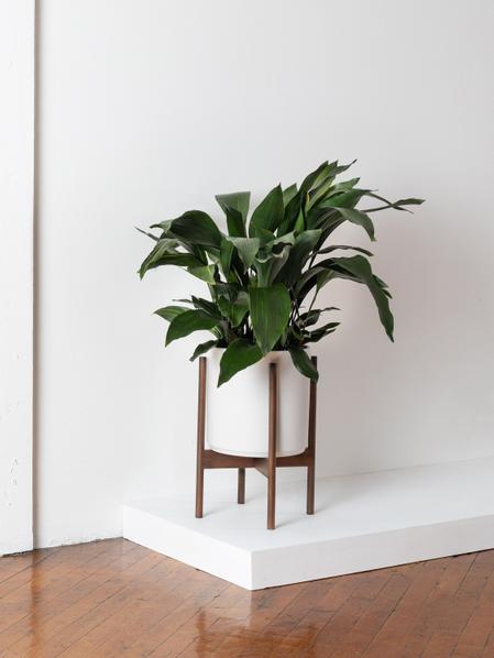 Cast Iron Plant