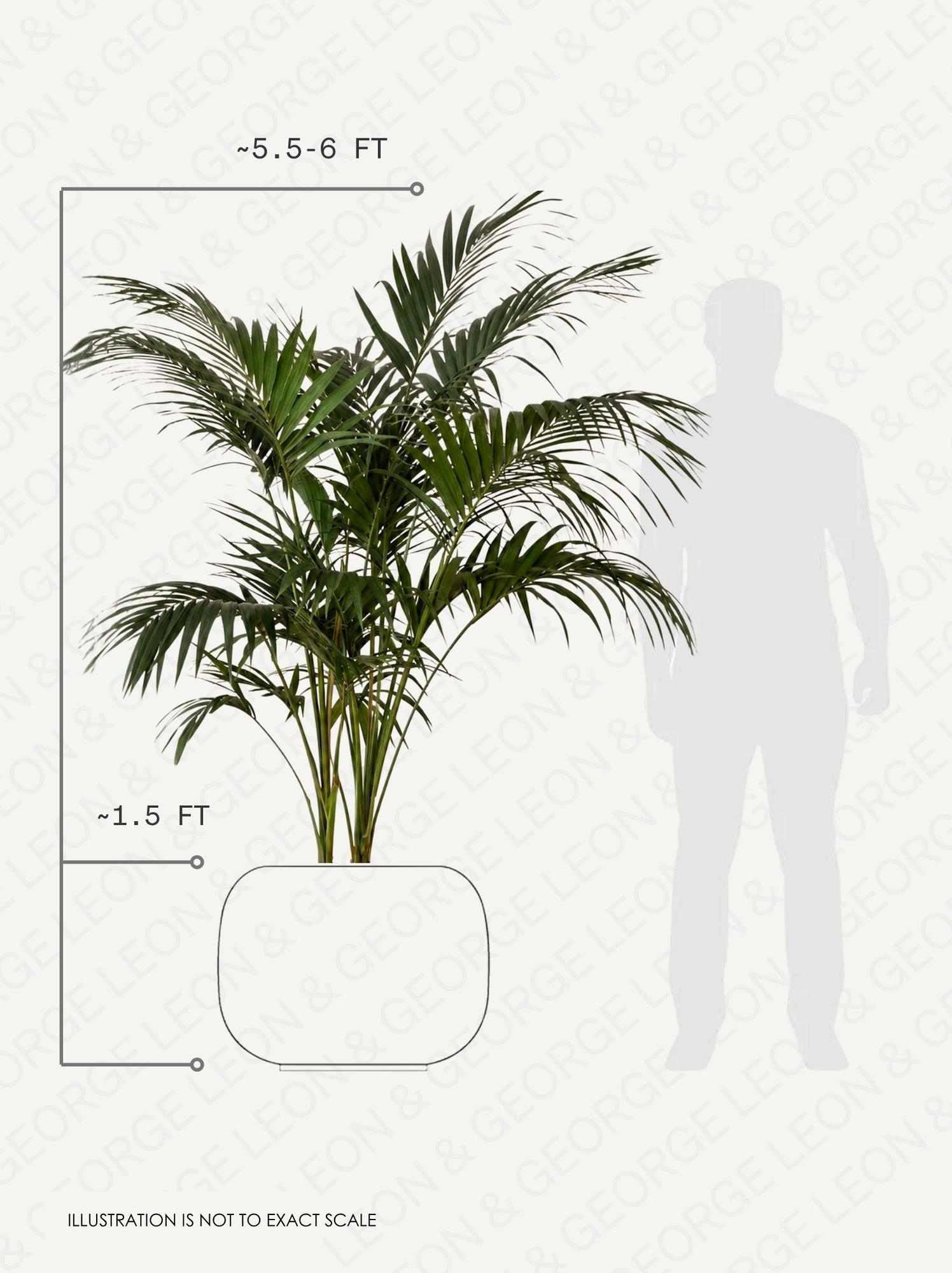 Kentia Palm