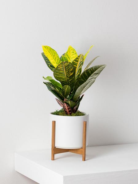 Support de plante pour cache-pots Velvet