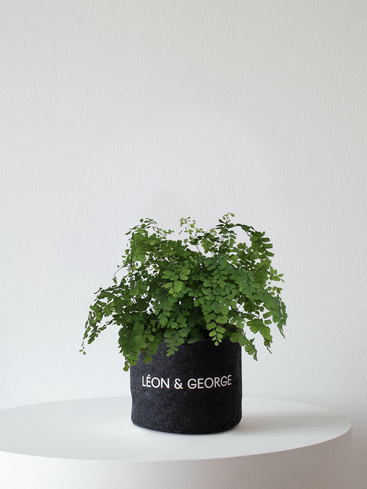 Maidenhair Fern