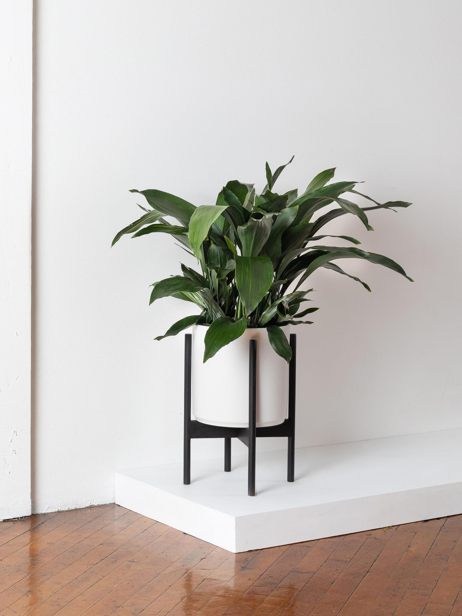 Cast Iron Plant