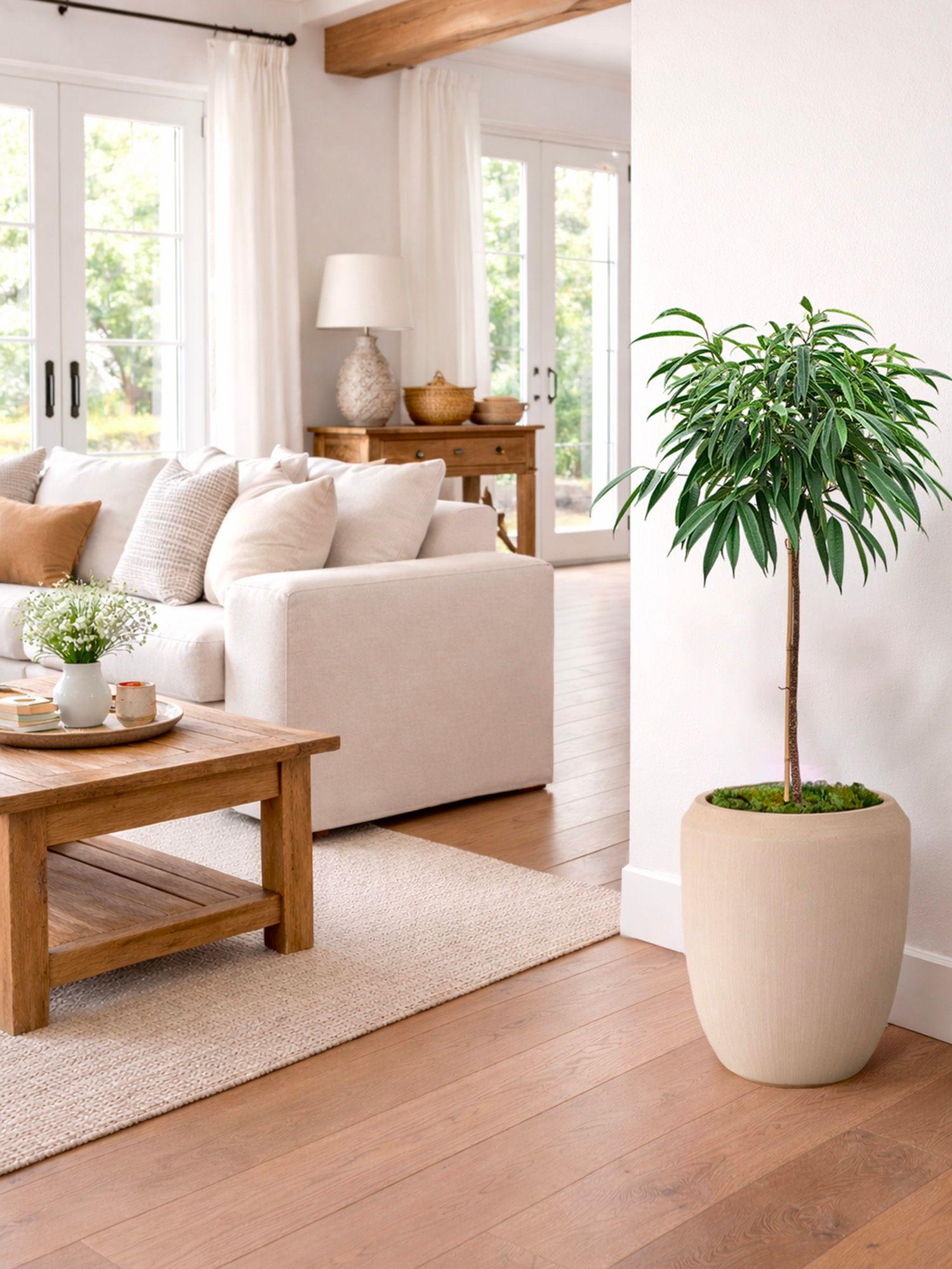 Arbre Ficus Alii (Copy)