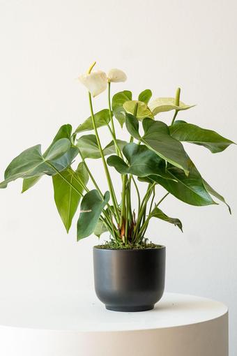 indoor plants picture