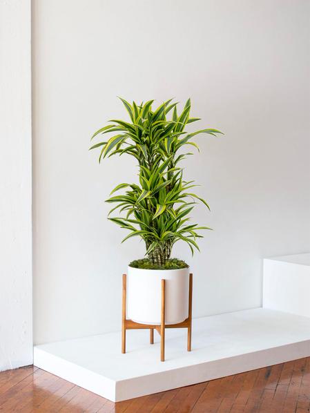Dracaena Fragrans Lemon Lime