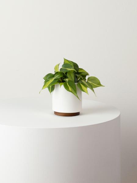 Philodendron Brasil