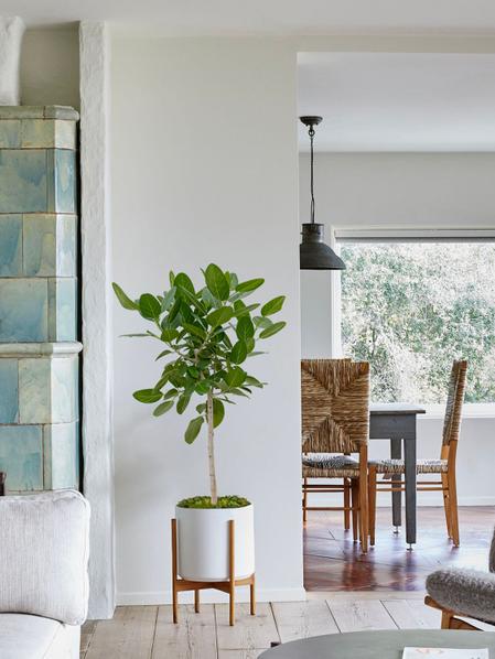 Arbre Ficus Audrey