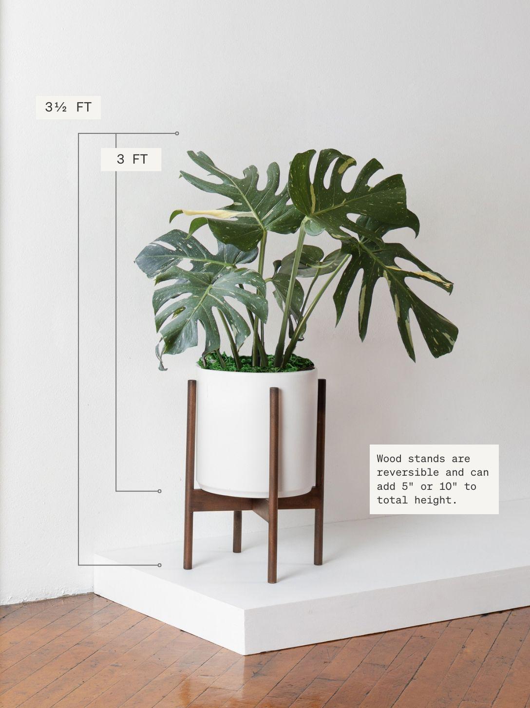 philodendron goldeii Philodendron goeldii variegated TC Plantlet – OrchidBox Wholesale main image 0