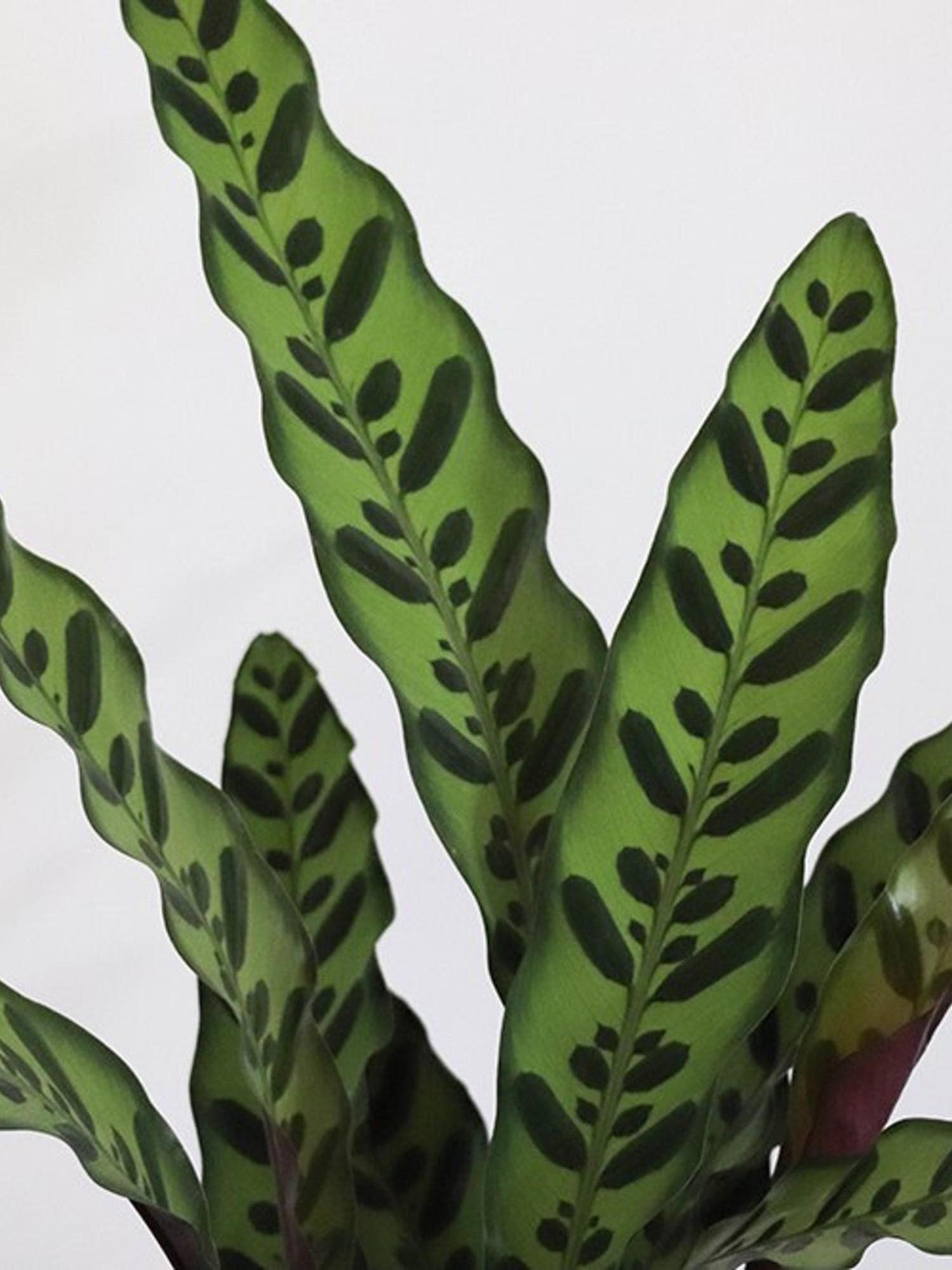 Feuillage Calathea Paon de Rio