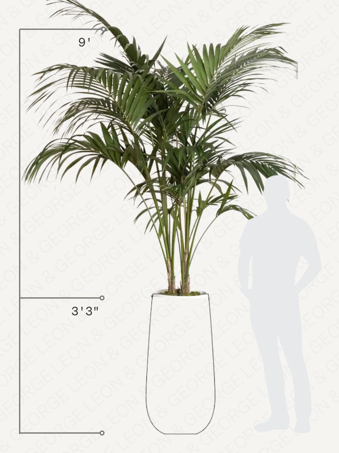 Kentia Palm
