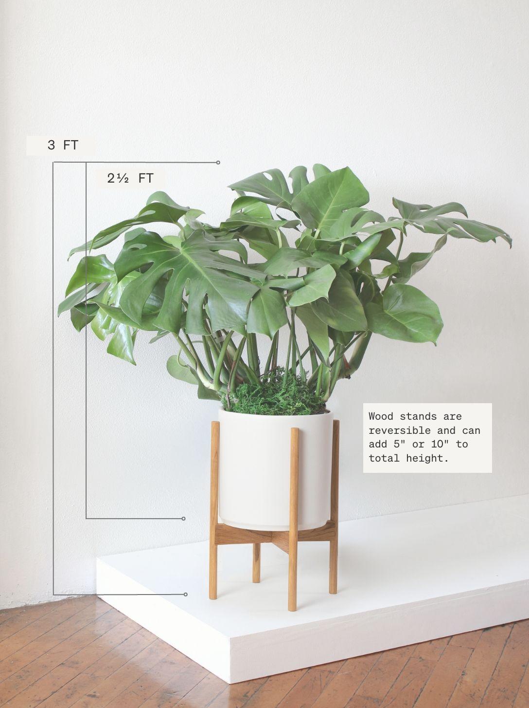 Monstera Deliciosa - Black Ceramic
