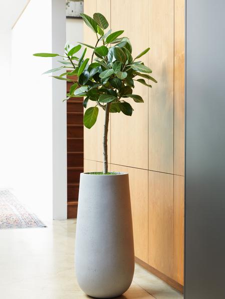 Ficus Audrey Tree