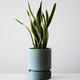 Snake Plant Laurentii