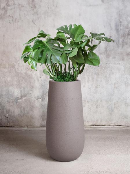 Monstera Deliciosa