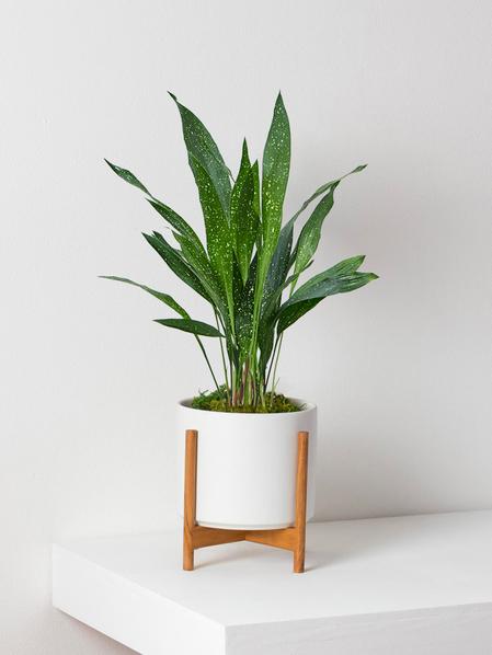 Aspidistra Elatior Milky Way