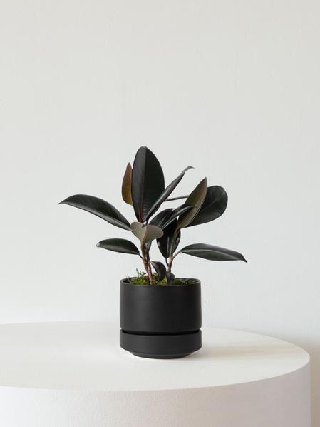 Rubber Plant