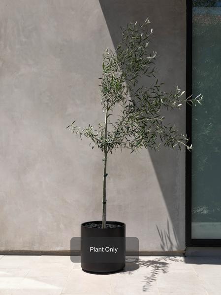 Olive Tree