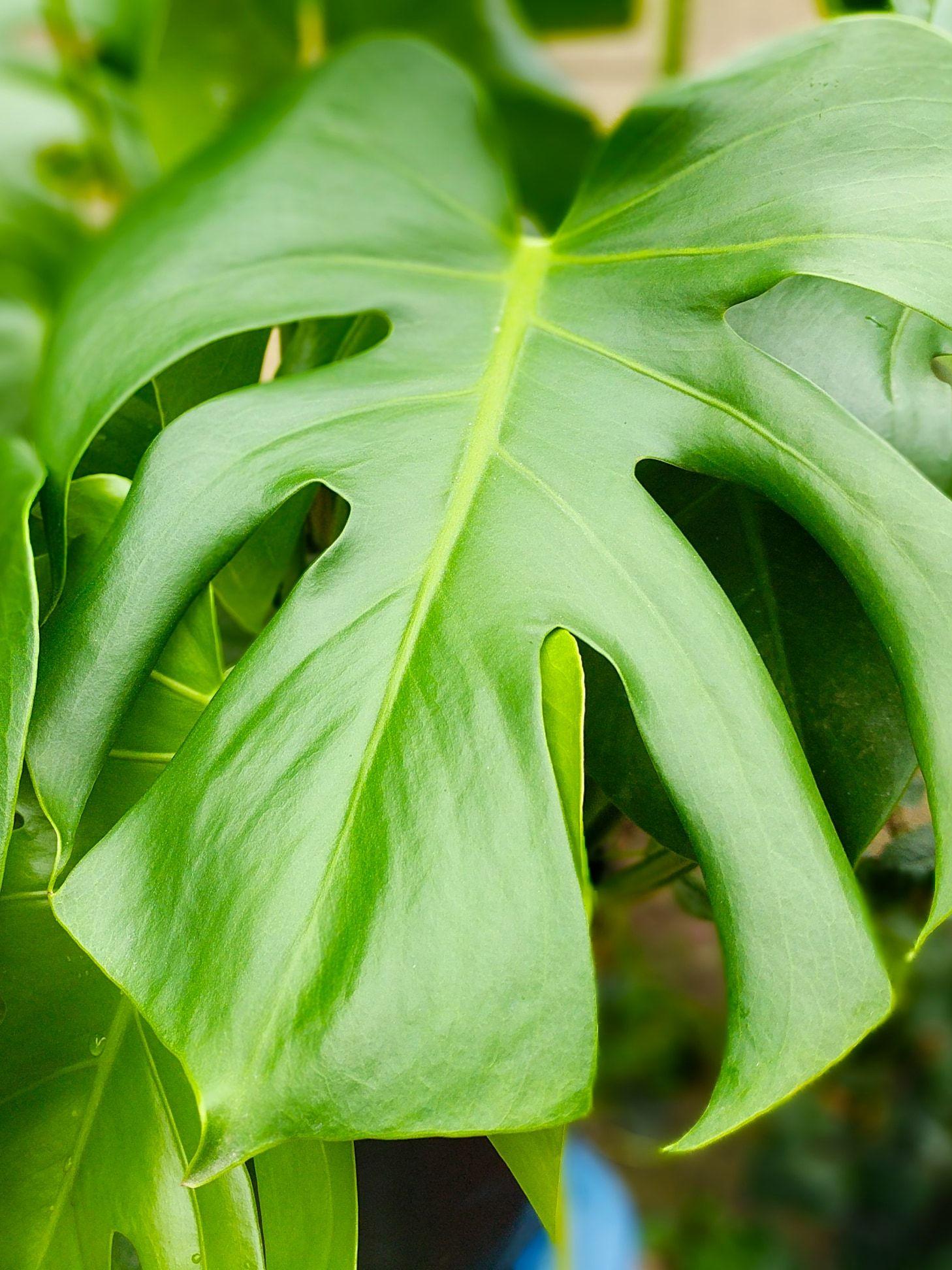 モンステラ・ポトス Monstera deliciosa Variegated Rare Monstera Deliciosa Mint Variegated Houseplant Guide