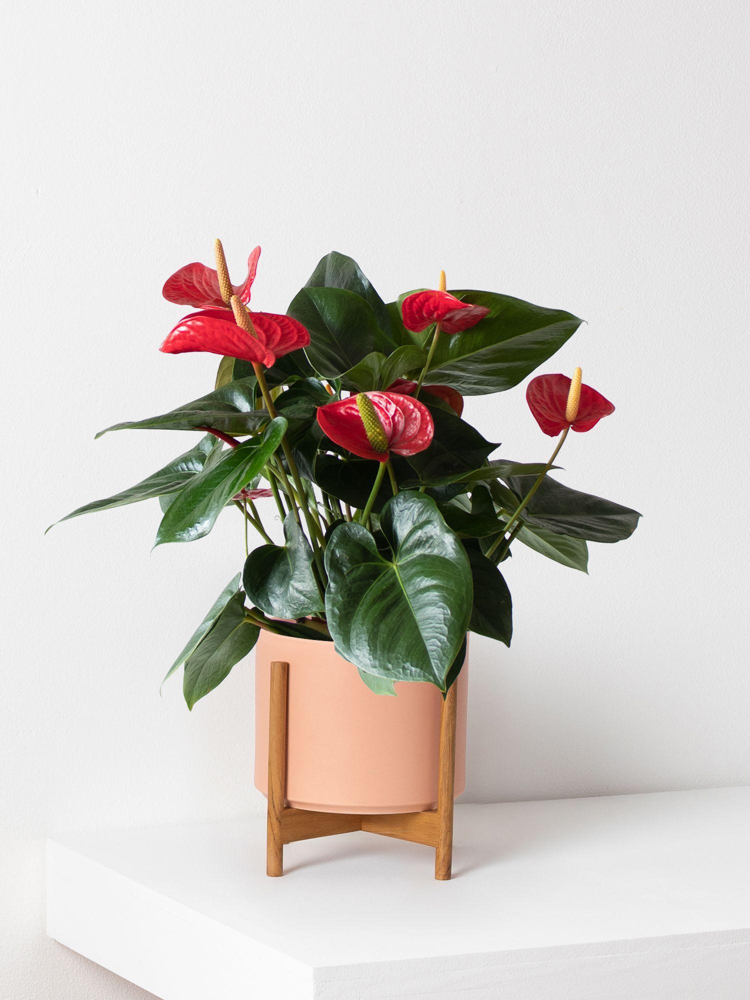 King of Hearts Anthurium With Mid-Century Pot Medium 1-2 ft
