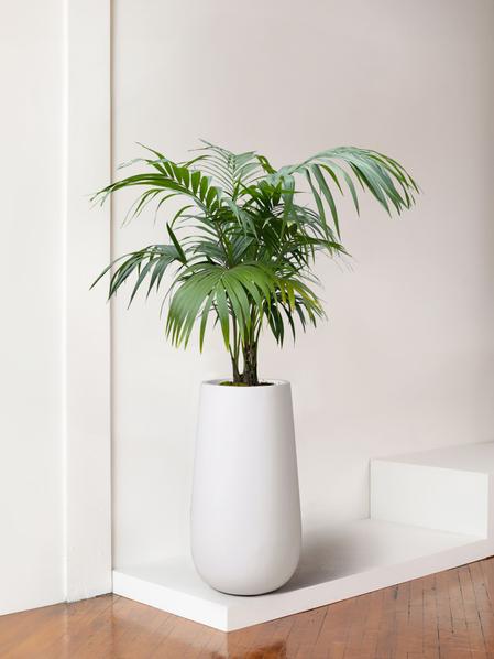 Kentia Palm