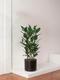 Ficus Audrey Buisson