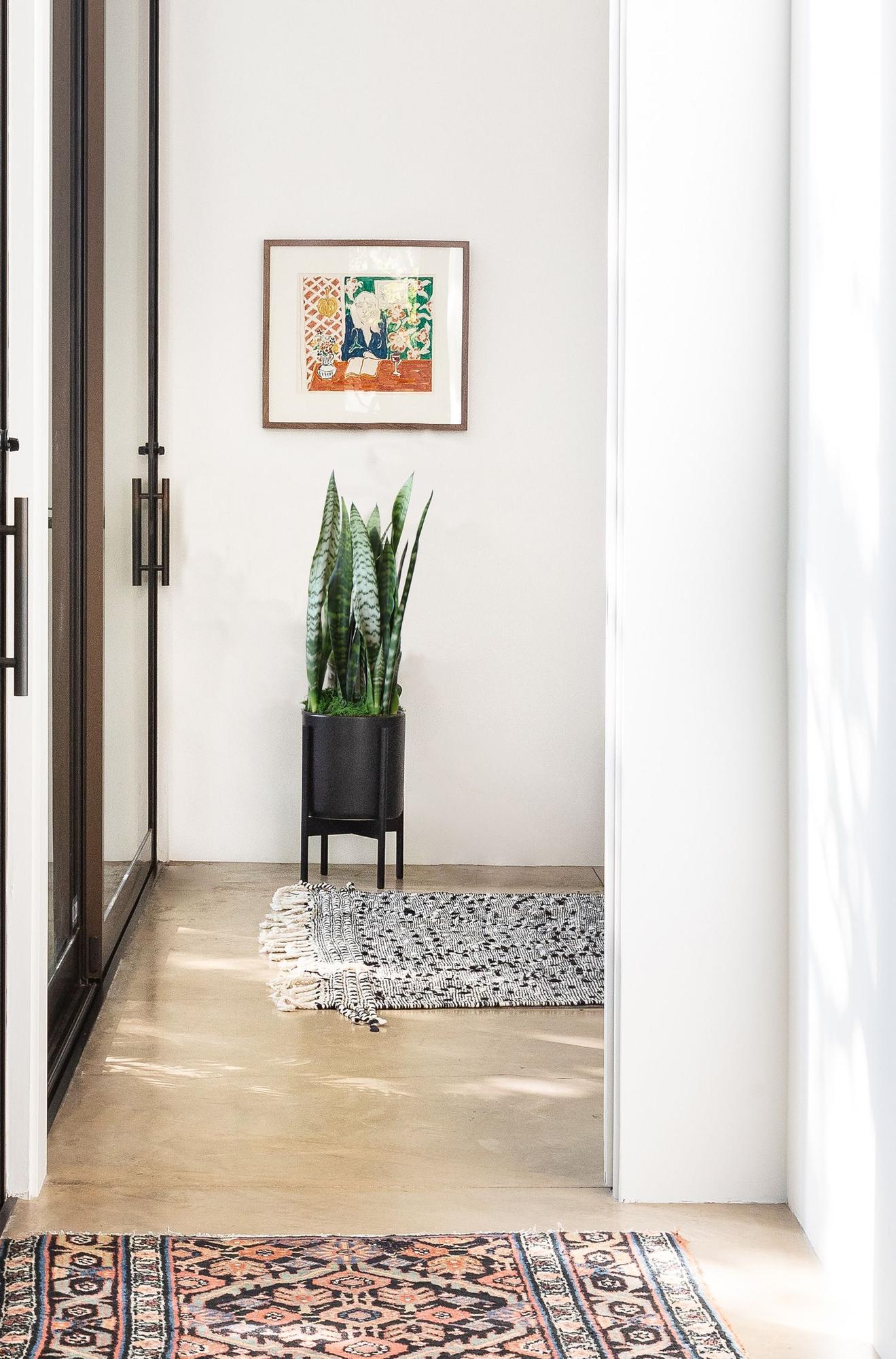 Black Coral Snake Plant