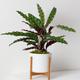 Calathea Paon de Rio