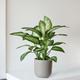 Dieffenbachia