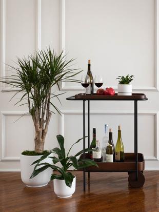 Remarkable Floor Plants